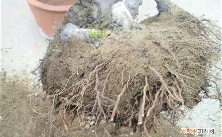 养花的十二种技巧，6个养花实用小窍门，业余爱好者的秘籍，养好花并不难