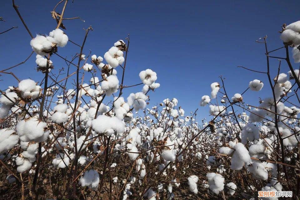 生物育种是什么，这些生物育种知识您都了解吗？