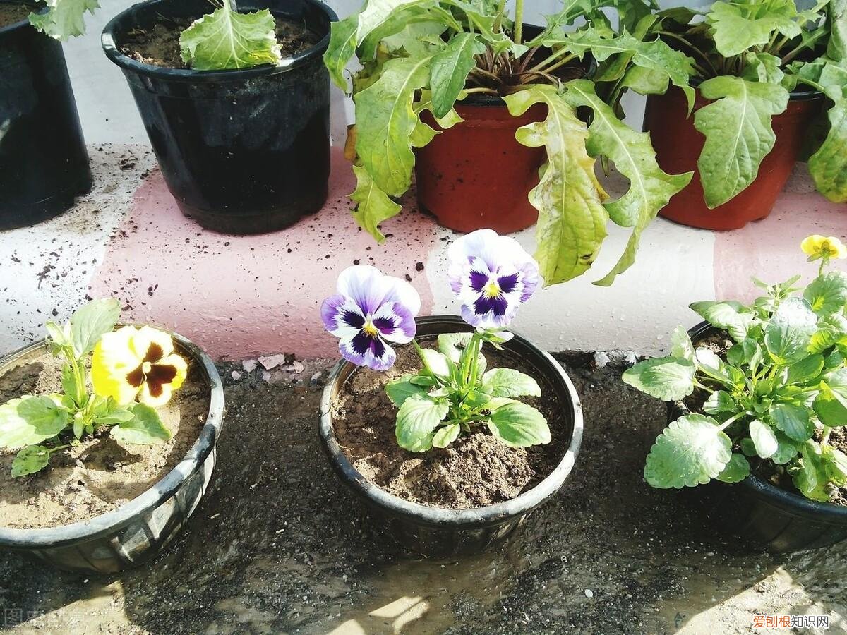 花草养殖知识点总结，分享5个养花小知识，掌握好，想把花草养死也不容易