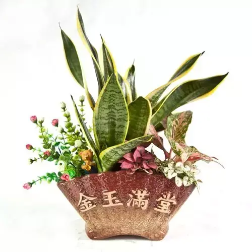 养花的知识，养花知识大全，喜欢养花你，一定要收藏