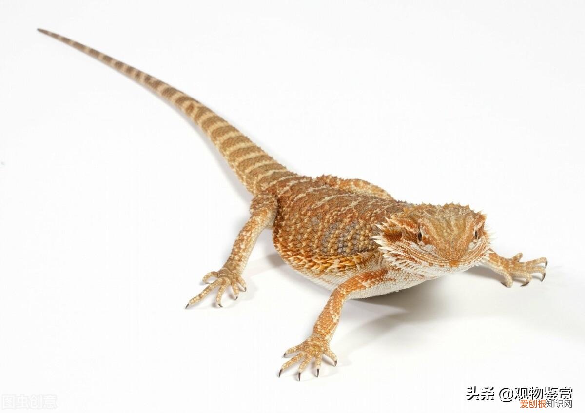 中国允许养的特殊宠物有哪些图片及名称大全,中国允许养的特殊宠物有哪些?
