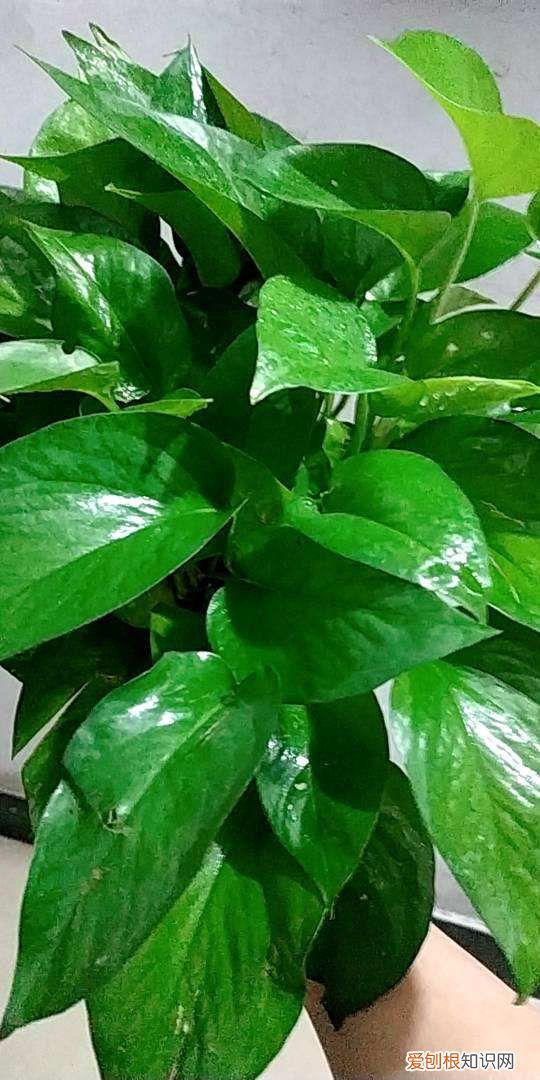 各种花的养护方法，4个养花小绝招，简单易学，花长得特旺盛