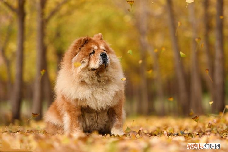 狗有几种狗，最全！常见的27种狗狗，你认识几种？