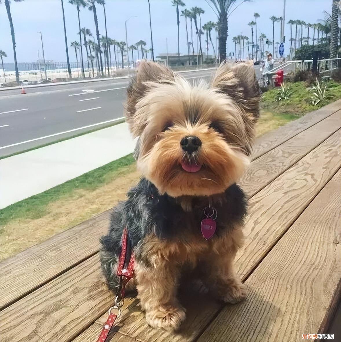 狗有几种狗，最全！常见的27种狗狗，你认识几种？