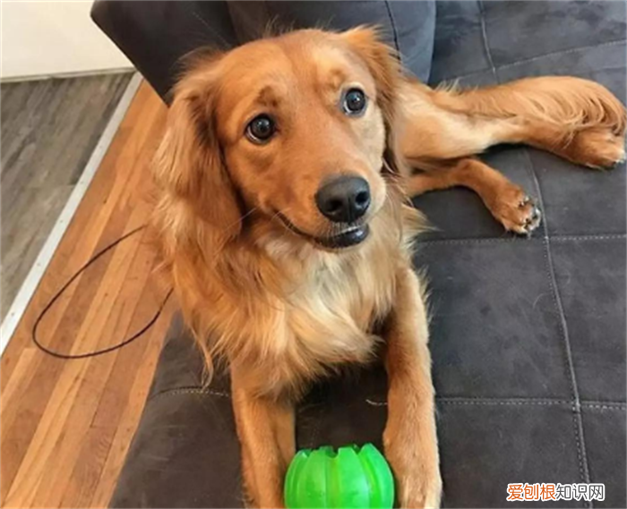 狗有几种狗，最全！常见的27种狗狗，你认识几种？