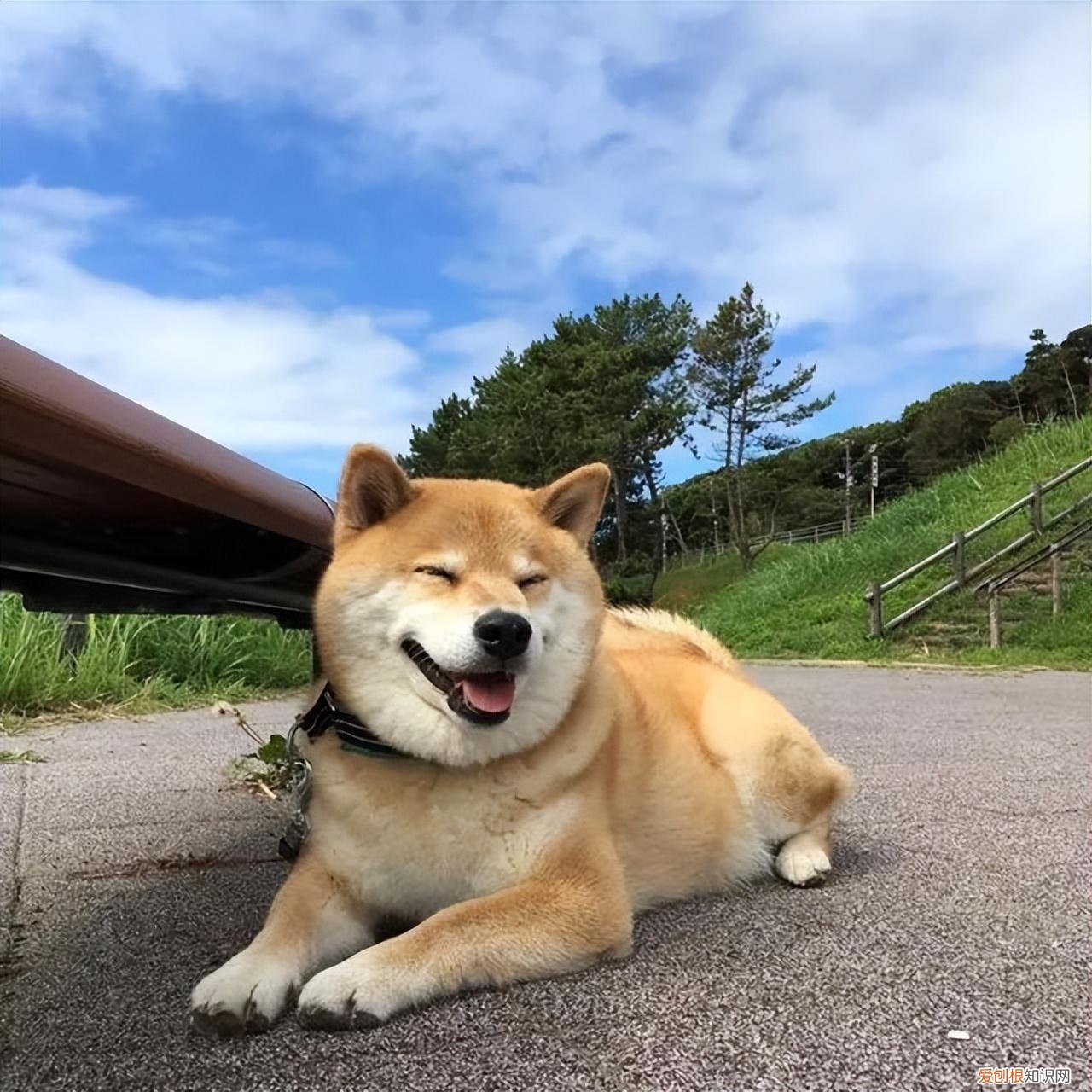 狗有几种狗，最全！常见的27种狗狗，你认识几种？