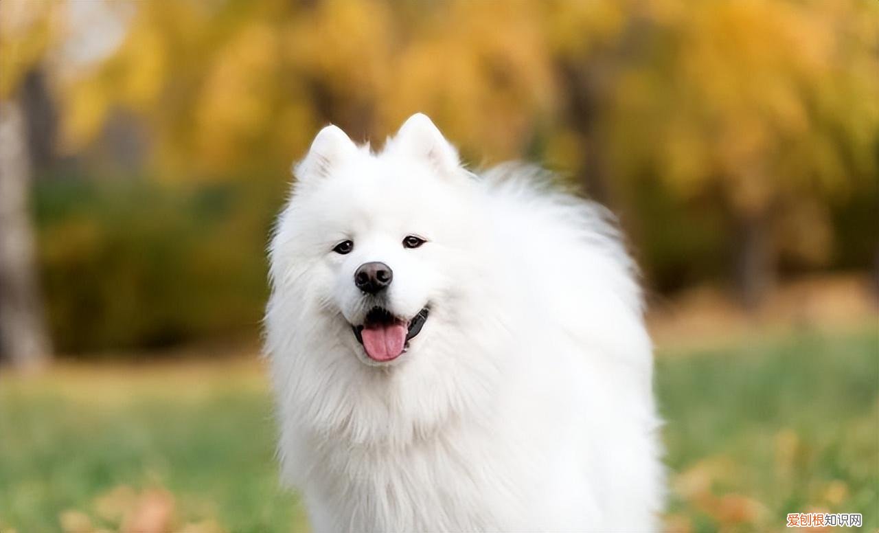 狗有几种狗，最全！常见的27种狗狗，你认识几种？