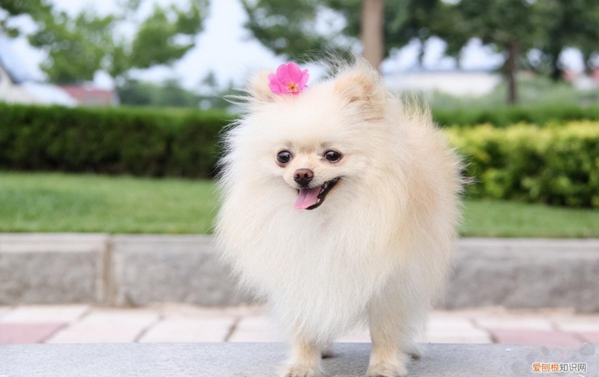 狗有几种狗，最全！常见的27种狗狗，你认识几种？