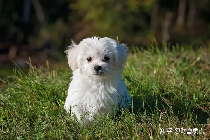 侵犯专利权的诉讼时效是几年?自什么时候开始计算?,侵犯专利权?乖宝上市遭中宠“发难”,宠食巨头明争暗斗闹上公堂