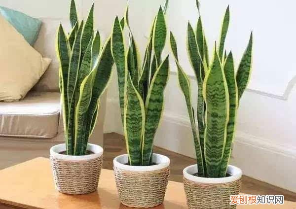 盆栽植物烂根要怎么办，养花的5个小窍门，简单又实用，长得茂盛还不烂根！