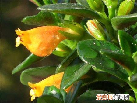 盆栽植物烂根要怎么办，养花的5个小窍门，简单又实用，长得茂盛还不烂根！