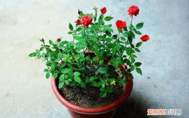 盆栽植物烂根要怎么办，养花的5个小窍门，简单又实用，长得茂盛还不烂根！