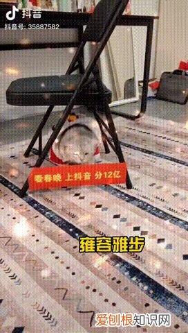 宠物店春联横批，给宠物贴春联、做年夜饭，这些新潮拜年方式火了！