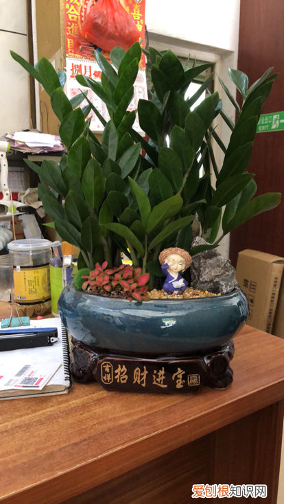 农资肥料顺口溜，养花必须知道的10句“顺口溜”，不要白白交学费，收藏好终身受用