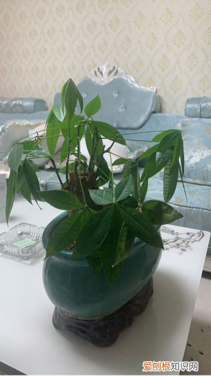 农资肥料顺口溜，养花必须知道的10句“顺口溜”，不要白白交学费，收藏好终身受用