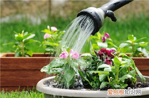14 栀子花适应什么土壤，【养花必看】园艺小知识——喜酸植物配土，栀子、茶花、杜鹃等必看！