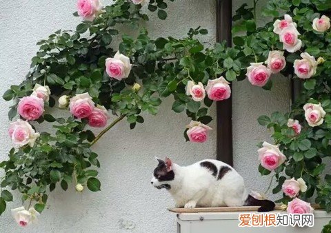14 栀子花适应什么土壤，【养花必看】园艺小知识——喜酸植物配土，栀子、茶花、杜鹃等必看！