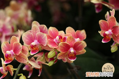 14 栀子花适应什么土壤，【养花必看】园艺小知识——喜酸植物配土，栀子、茶花、杜鹃等必看！