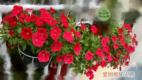 14 栀子花适应什么土壤，【养花必看】园艺小知识——喜酸植物配土，栀子、茶花、杜鹃等必看！