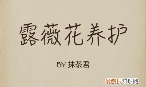 14 栀子花适应什么土壤，【养花必看】园艺小知识——喜酸植物配土，栀子、茶花、杜鹃等必看！