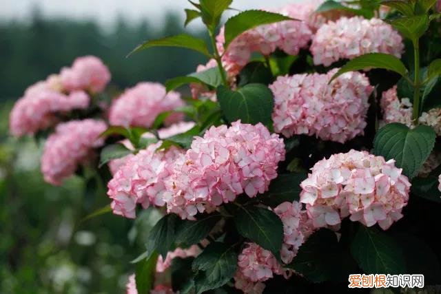 14 栀子花适应什么土壤，【养花必看】园艺小知识——喜酸植物配土，栀子、茶花、杜鹃等必看！