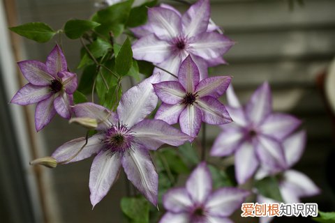 14 栀子花适应什么土壤，【养花必看】园艺小知识——喜酸植物配土，栀子、茶花、杜鹃等必看！