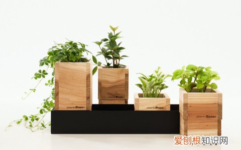 14 栀子花适应什么土壤，【养花必看】园艺小知识——喜酸植物配土，栀子、茶花、杜鹃等必看！
