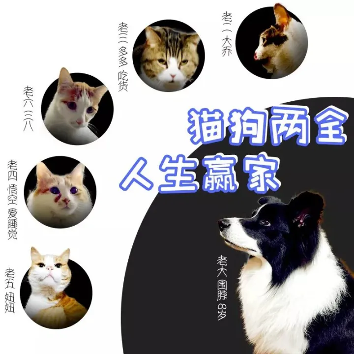 sleepdog是什么游戏，OMG!知名作家喝醉后竟然念叨起…….