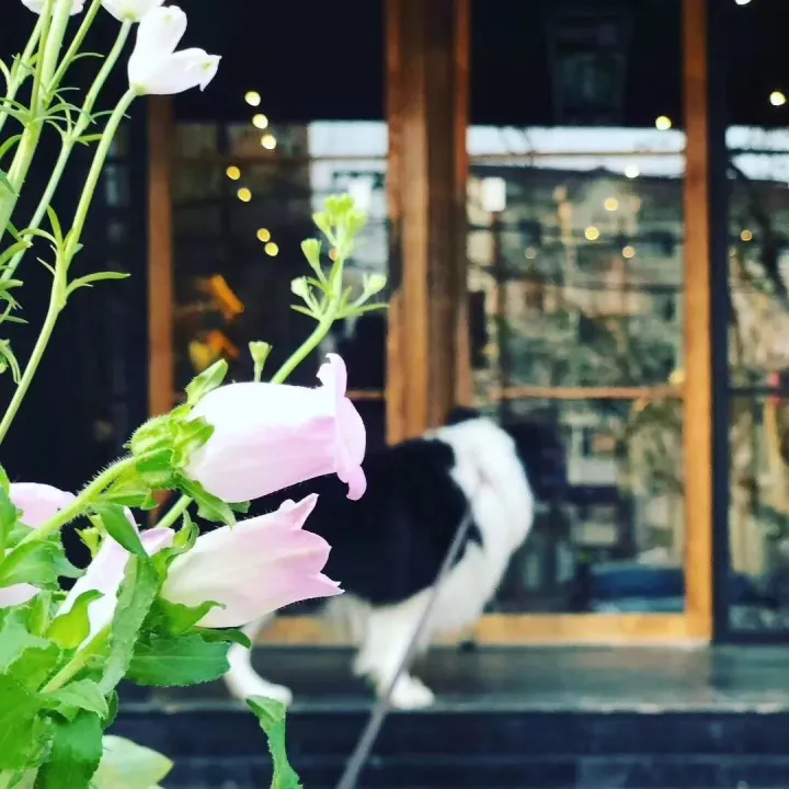 sleepdog是什么游戏，OMG!知名作家喝醉后竟然念叨起…….