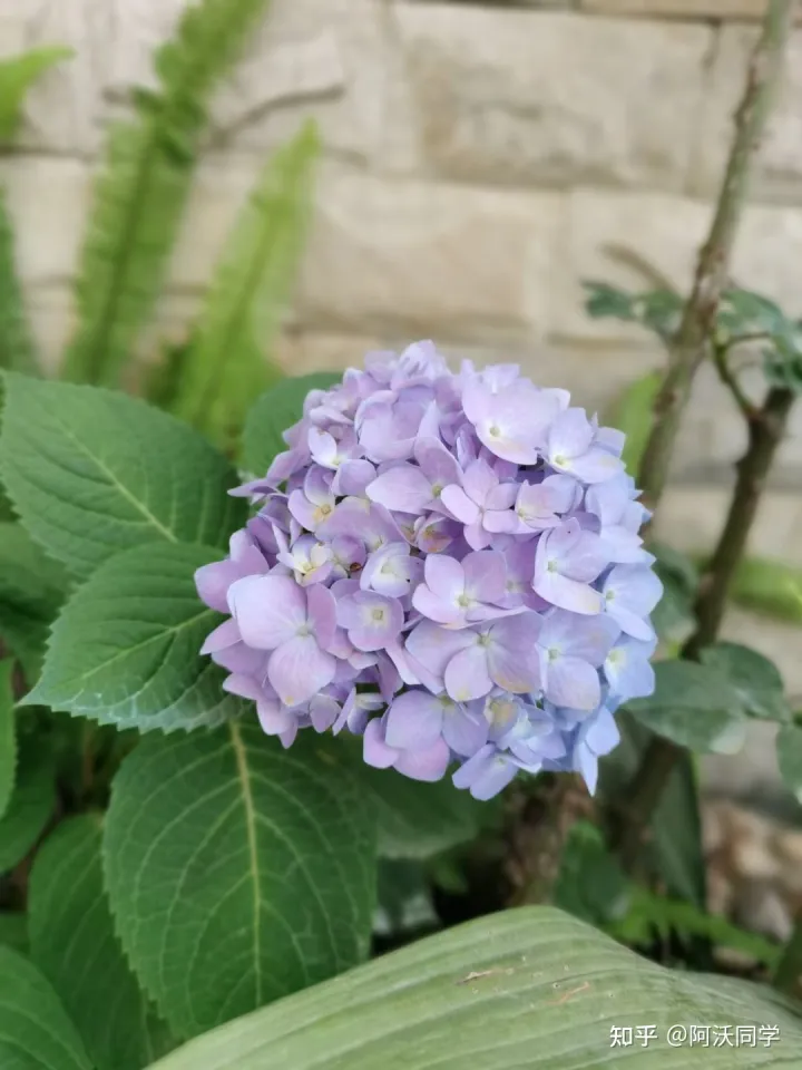 养花草技巧,如何养好花?
