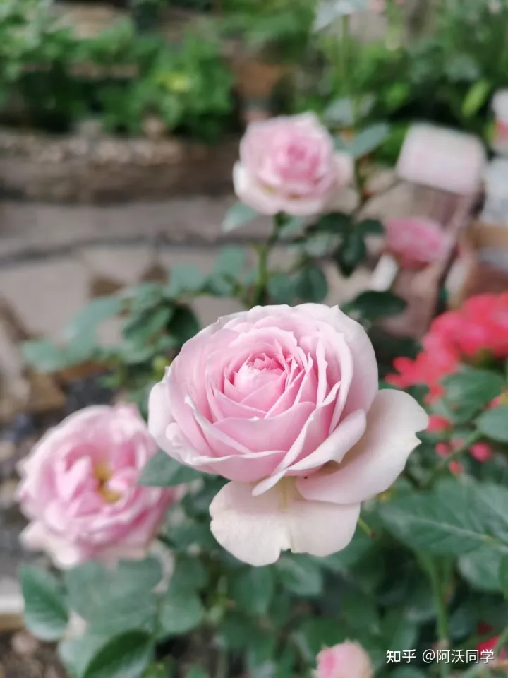 养花草技巧,如何养好花?