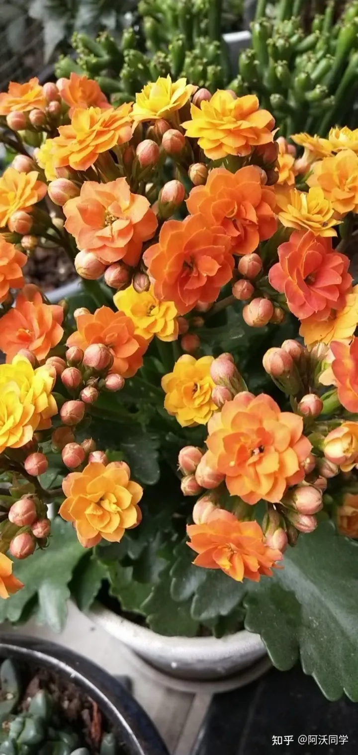 养花草技巧,如何养好花?