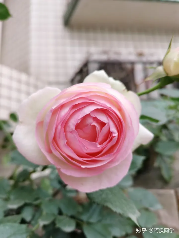 养花草技巧,如何养好花?