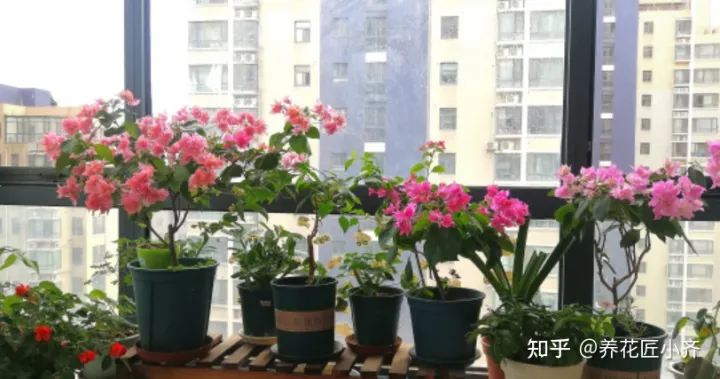养花的基本常识,不会养花怎么办?学会这5个“好习惯”,你就是养花高手