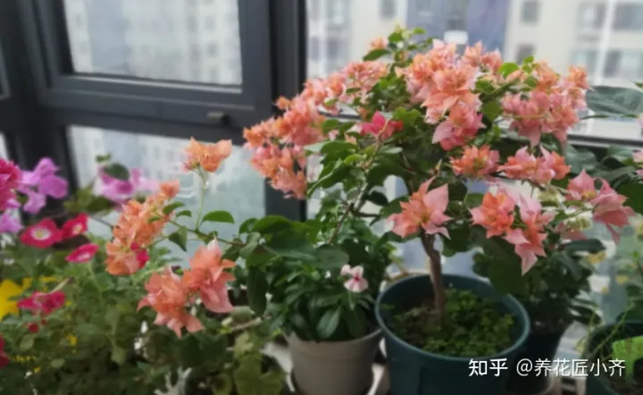 养花的基本常识,不会养花怎么办?学会这5个“好习惯”,你就是养花高手