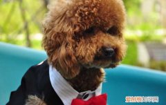 泰迪狗突然抽搐站不稳然后就死了 泰迪突然抽搐站不起来是怎么回事