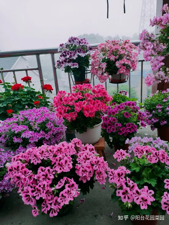 阳台如何种花与盆栽，养花牢记“3口诀”，啥花都能养好，阳台变花园，四季花不败