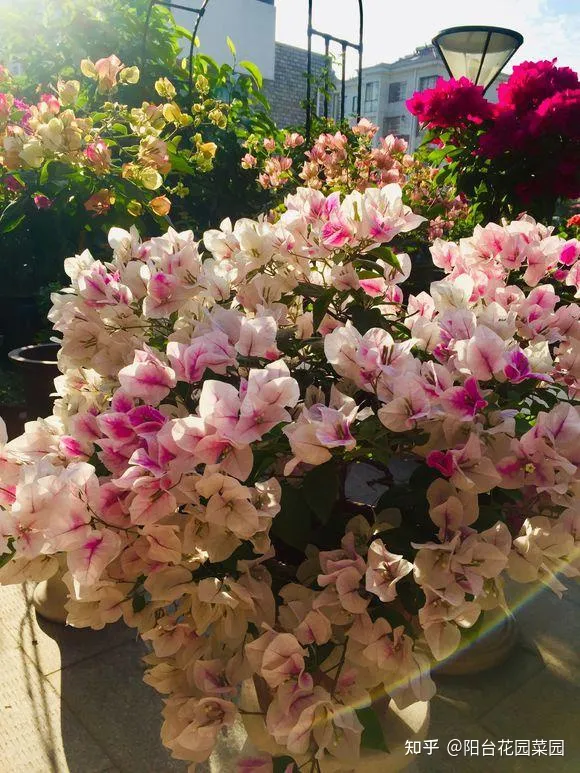 阳台如何种花与盆栽，养花牢记“3口诀”，啥花都能养好，阳台变花园，四季花不败