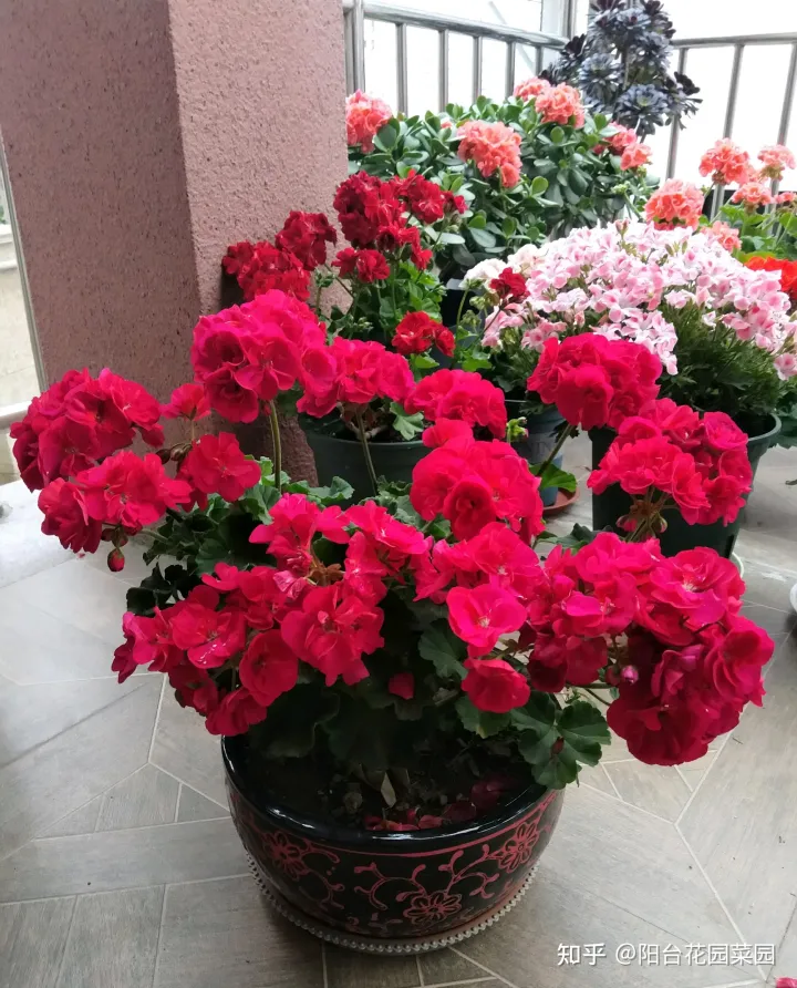 阳台如何种花与盆栽，养花牢记“3口诀”，啥花都能养好，阳台变花园，四季花不败