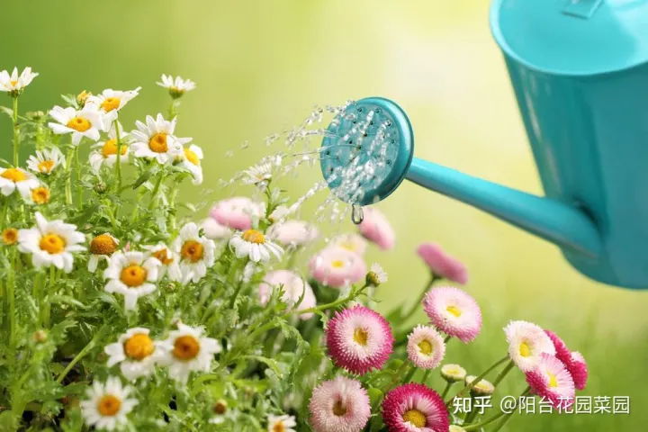 阳台如何种花与盆栽，养花牢记“3口诀”，啥花都能养好，阳台变花园，四季花不败