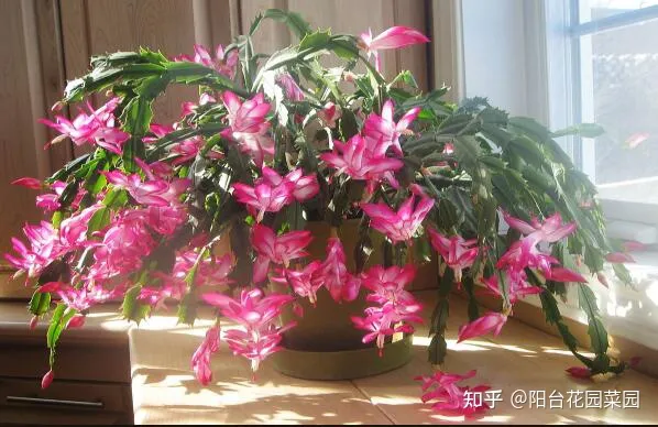 阳台如何种花与盆栽，养花牢记“3口诀”，啥花都能养好，阳台变花园，四季花不败