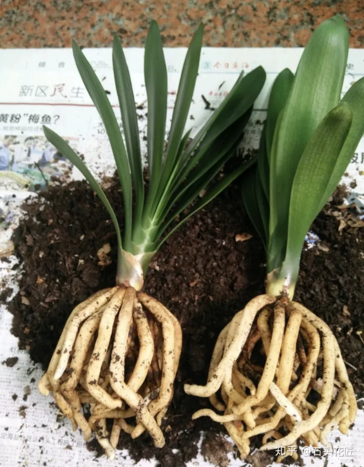 好养常开的花,养花高手都的“4个”好习惯,难怪花卉长得好、开花多