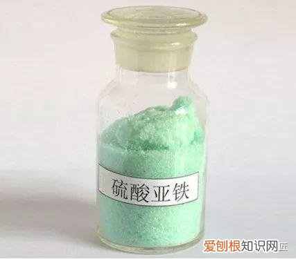好养常开的花,养花高手都的“4个”好习惯,难怪花卉长得好、开花多