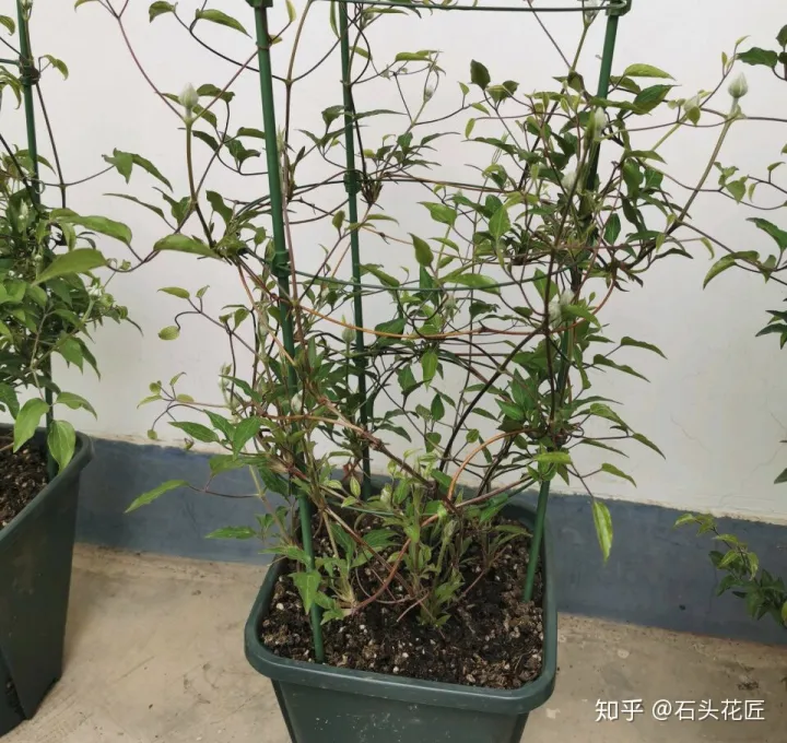 好养常开的花,养花高手都的“4个”好习惯,难怪花卉长得好、开花多
