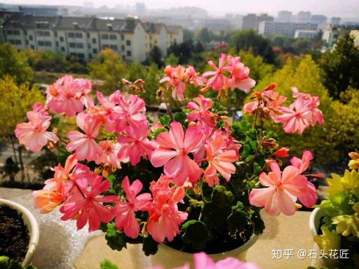 好养常开的花,养花高手都的“4个”好习惯,难怪花卉长得好、开花多