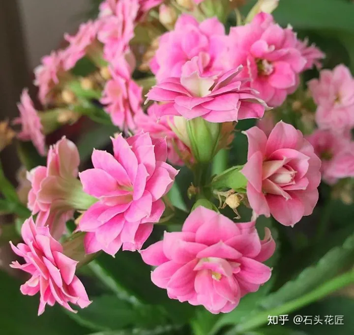 好养常开的花,养花高手都的“4个”好习惯,难怪花卉长得好、开花多