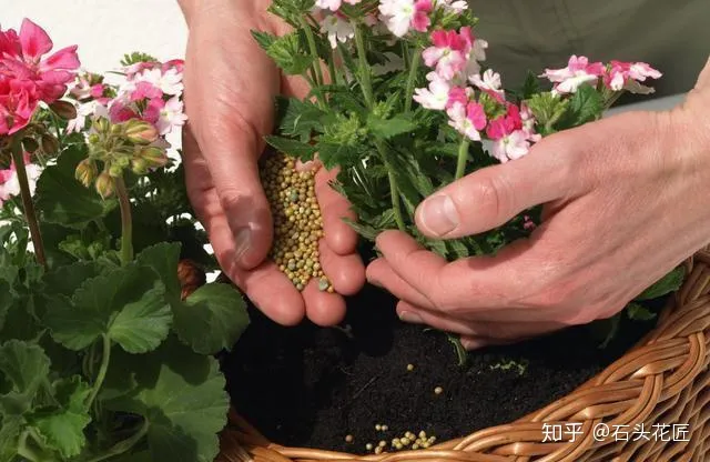好养常开的花,养花高手都的“4个”好习惯,难怪花卉长得好、开花多