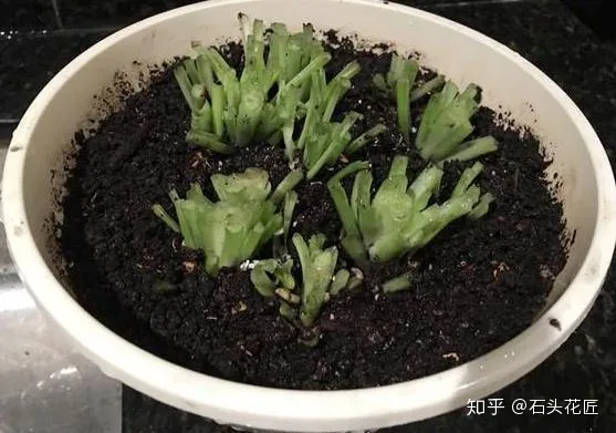 好养常开的花,养花高手都的“4个”好习惯,难怪花卉长得好、开花多