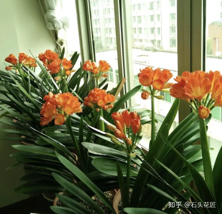 好养常开的花,养花高手都的“4个”好习惯,难怪花卉长得好、开花多