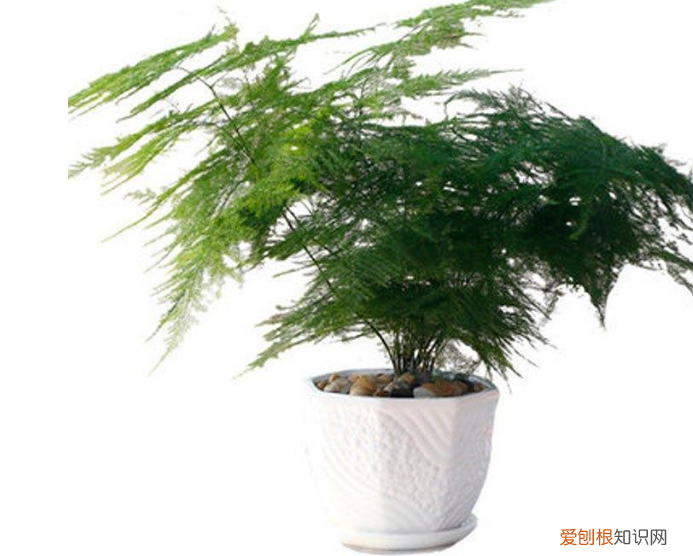 养花注意事项如何养好花，养花需要注意的几点，做到了你就是养花高手，养啥都爆盆